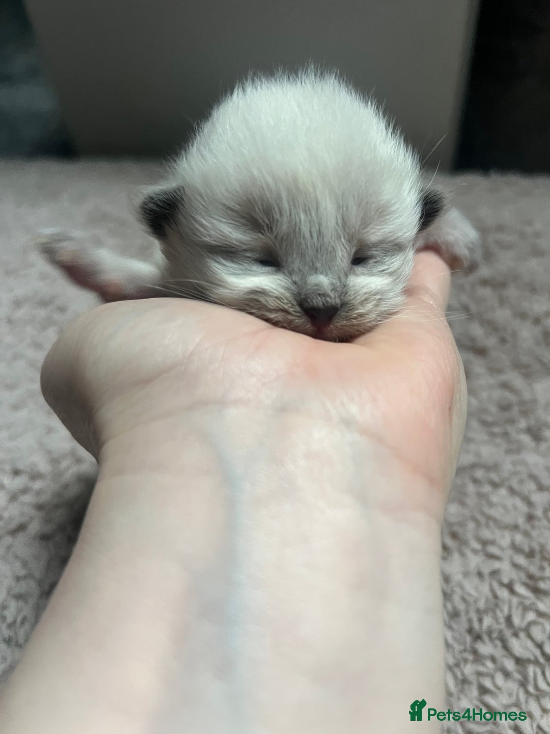 Ragdoll cats for sale: Stunning ragdoll kittens  - Advert 6