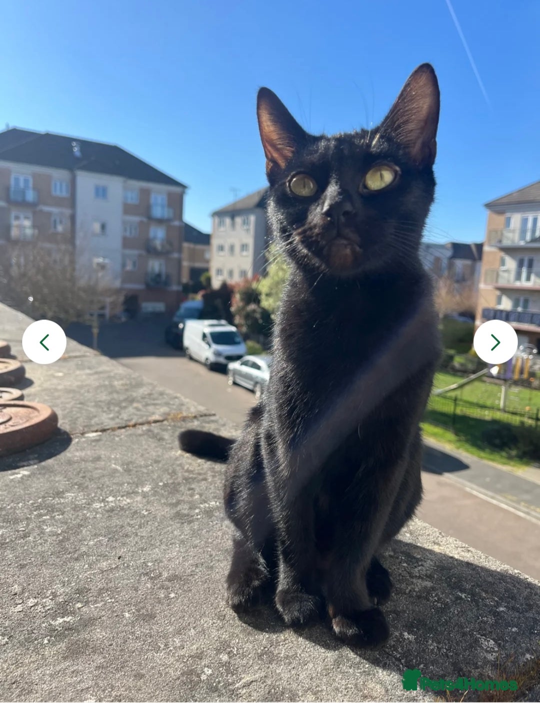 Domestic Shorthair cats for sale: Beautiful black kittens  - Advert 1