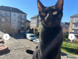 Domestic Shorthair cats Beautiful black kittens - Advert 1