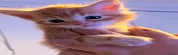 Maine Coon cats for sale: 3 x beautiful Mainecoon kittens in Colchester - Advert 32