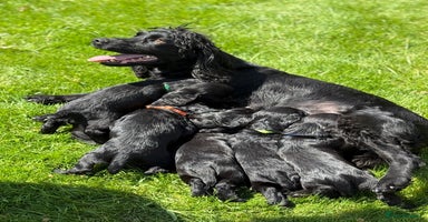 Cocker Spaniel dogs in Bridlington - Advert 4