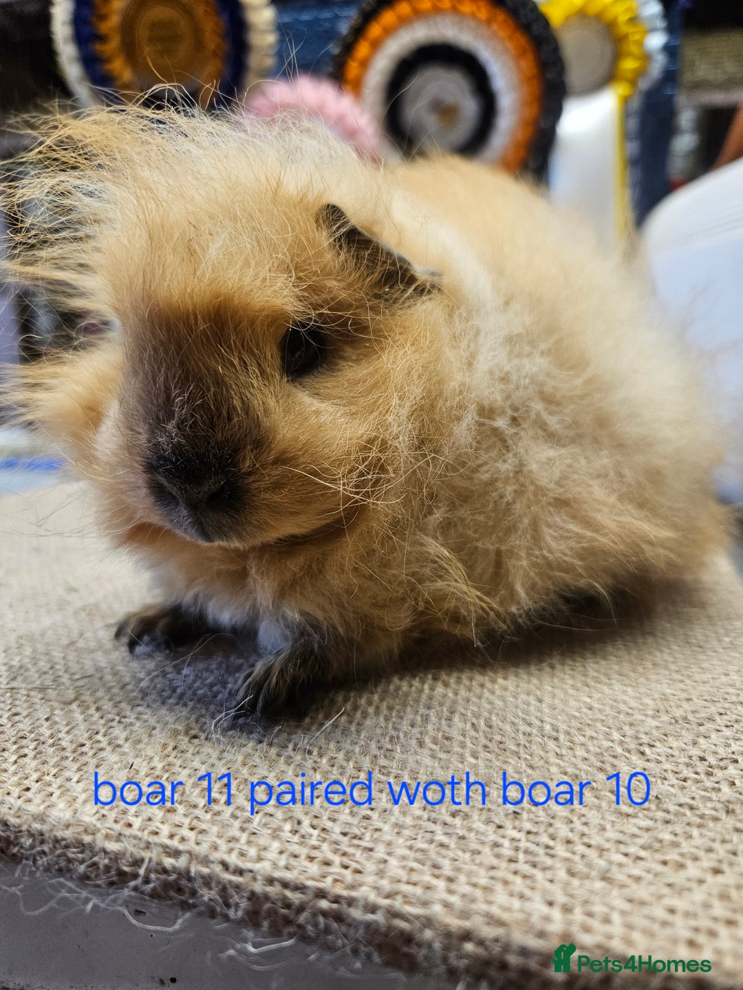 Guinea Pig rodents for sale: Beautiful rare swiss and smooth boys and girls - Image 15