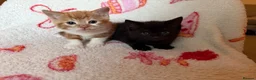 Domestic Shorthair cats for sale: 2 Beautiful Kittens Looking For Forever Home - Advert 4