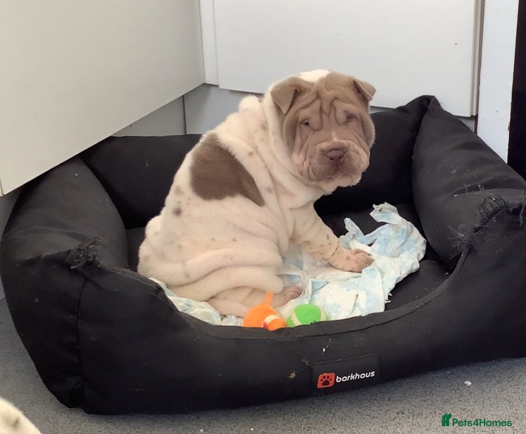 Shar Pei dogs for sale: Kc registered shar pei rare colours - Advert 5