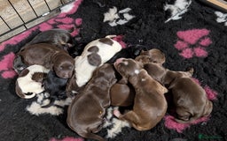 Cocker Spaniel dogs for sale: Show type cocker spaniels - Image 2