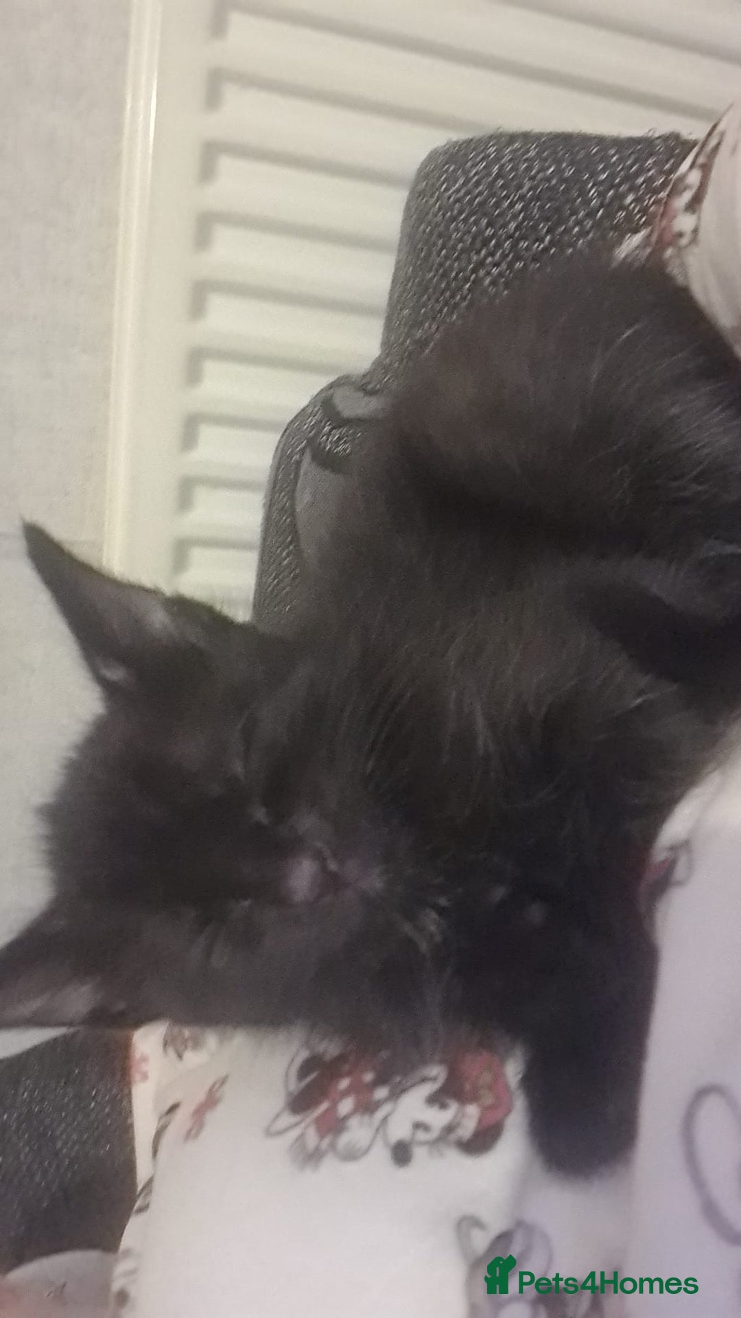 Mixed Breed cats for sale: Kittens for sale  - Advert 22