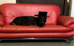 Dobermann dogs for sale: Doberman Puppies - Image 11