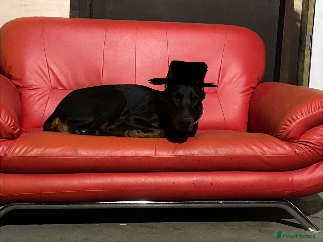 Dobermann dogs for sale: Doberman Puppies - Image 11