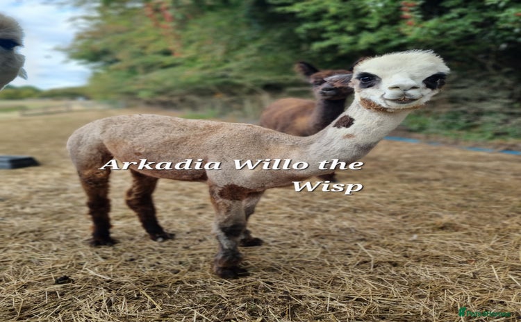 Alpaca livestock - Advert 4