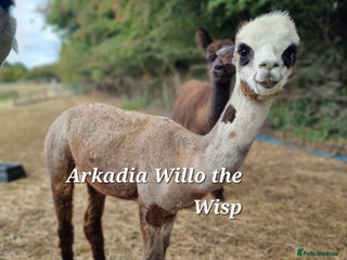 Alpaca livestock - Advert 10