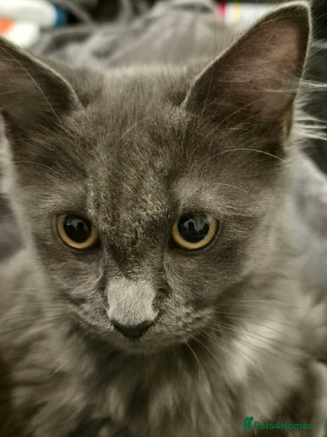 Maine Coon cats for sale: Beautiful female kitten  - Advert 2