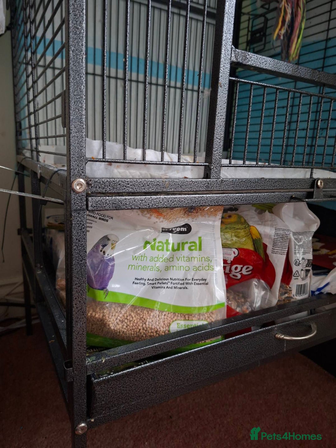 Ringnecks birds for sale: 2 year old male Indian Ringneck parrot - Advert 13