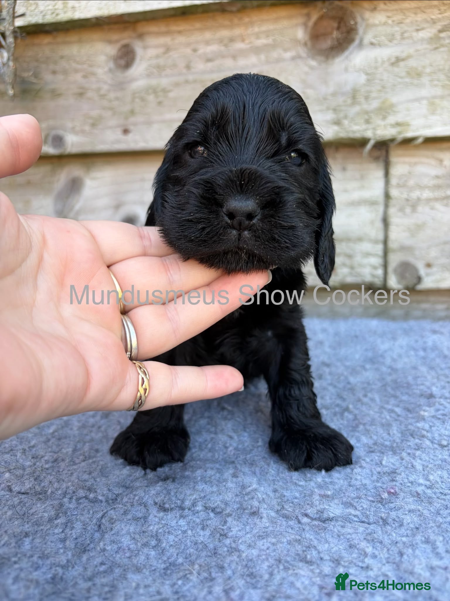 Cocker Spaniel dogs for sale: show quality gold boy and black boy - Advert 7