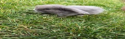 Mini Lop rabbits for sale: Baby mini lop bunnies - Advert 9
