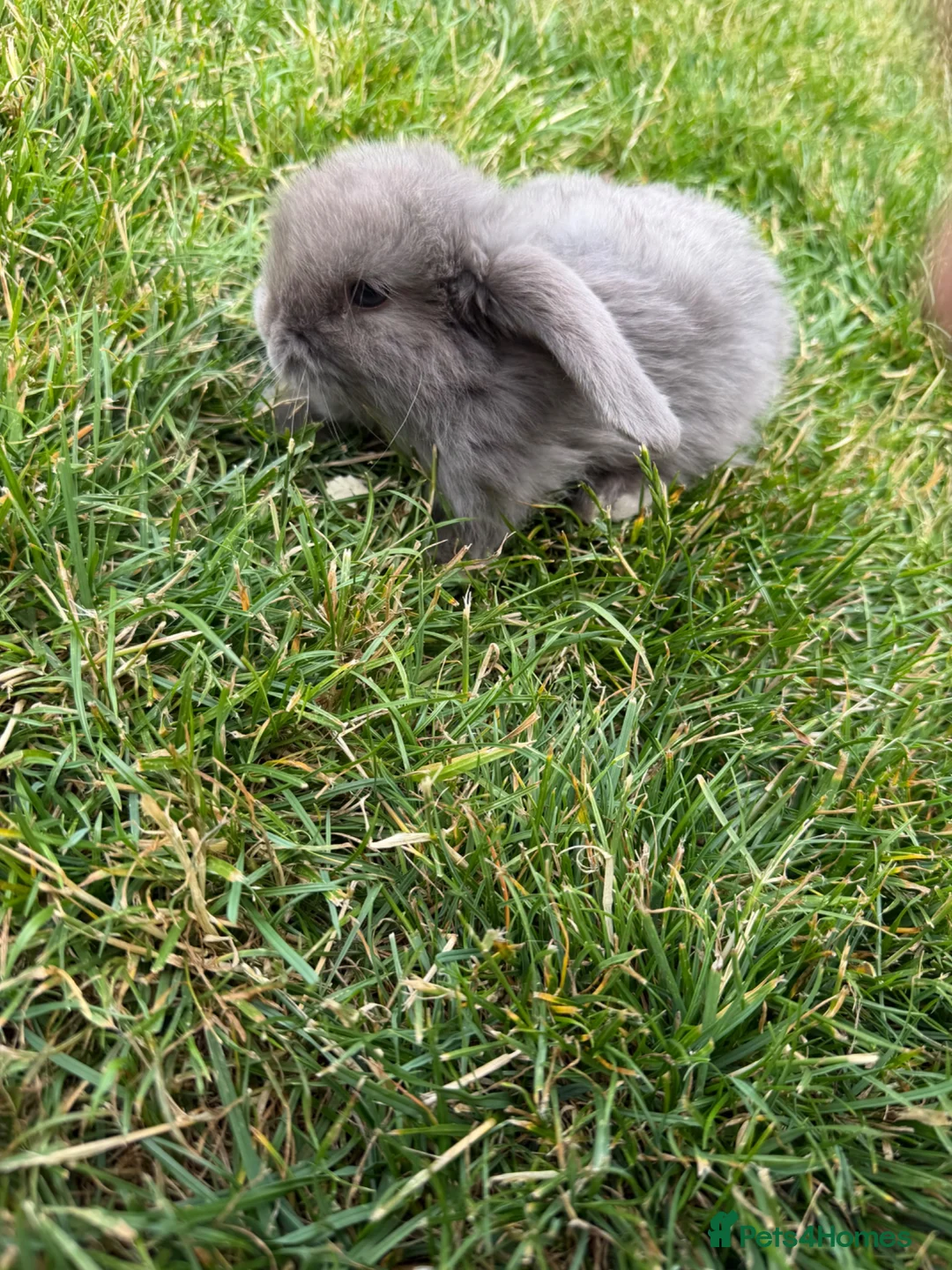 Mini Lop rabbits for sale: Baby mini lop bunnies - Advert 9