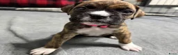 Boxer dogs for sale: !!Extremely Boxers Babies in Northampton - Advert 5