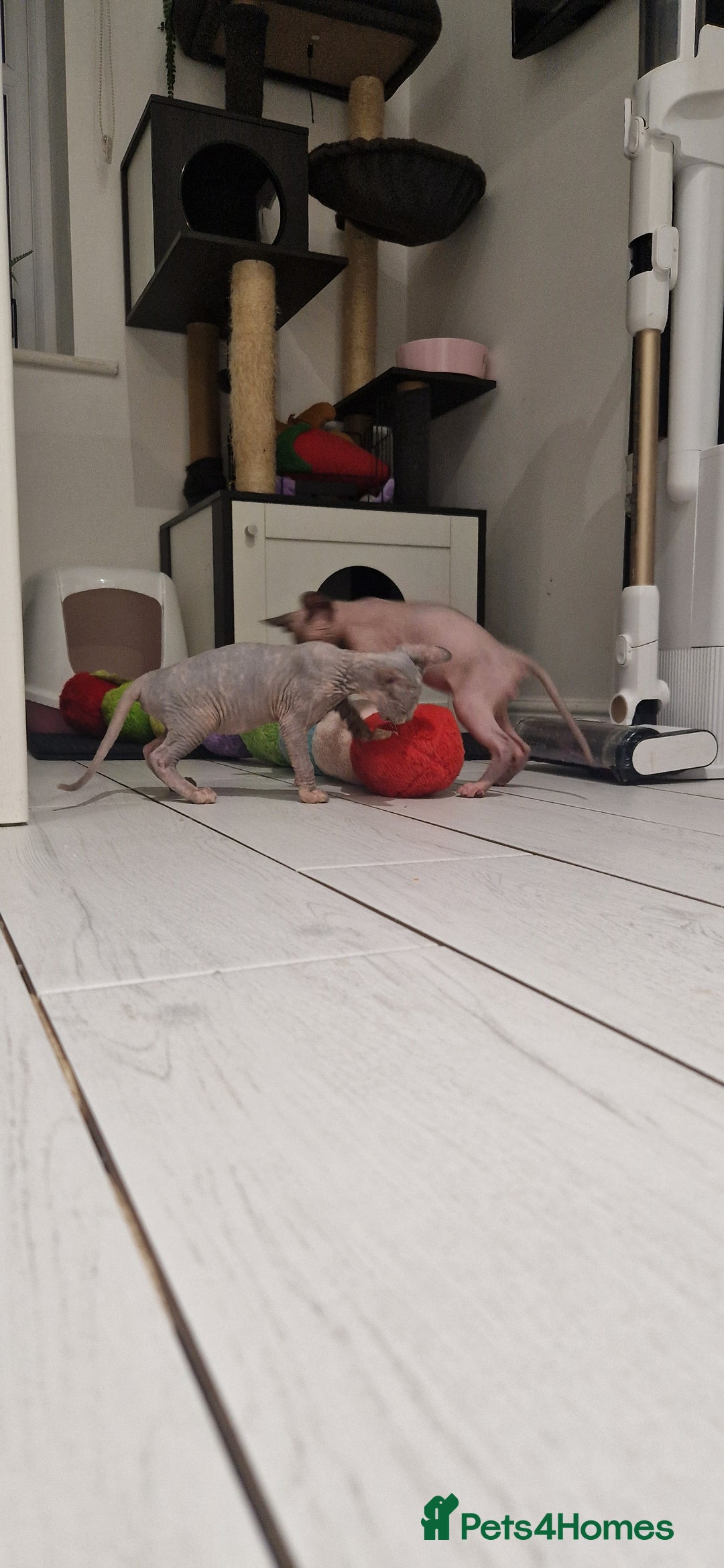 Sphynx cats for sale: Female and male kittens  - Advert 5