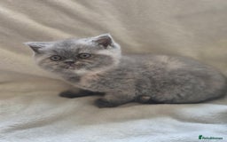 British Shorthair cats for sale: Gccf registered British shorthair kittens - Image 3