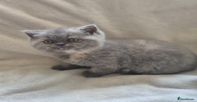 British Shorthair cats - Advert 6