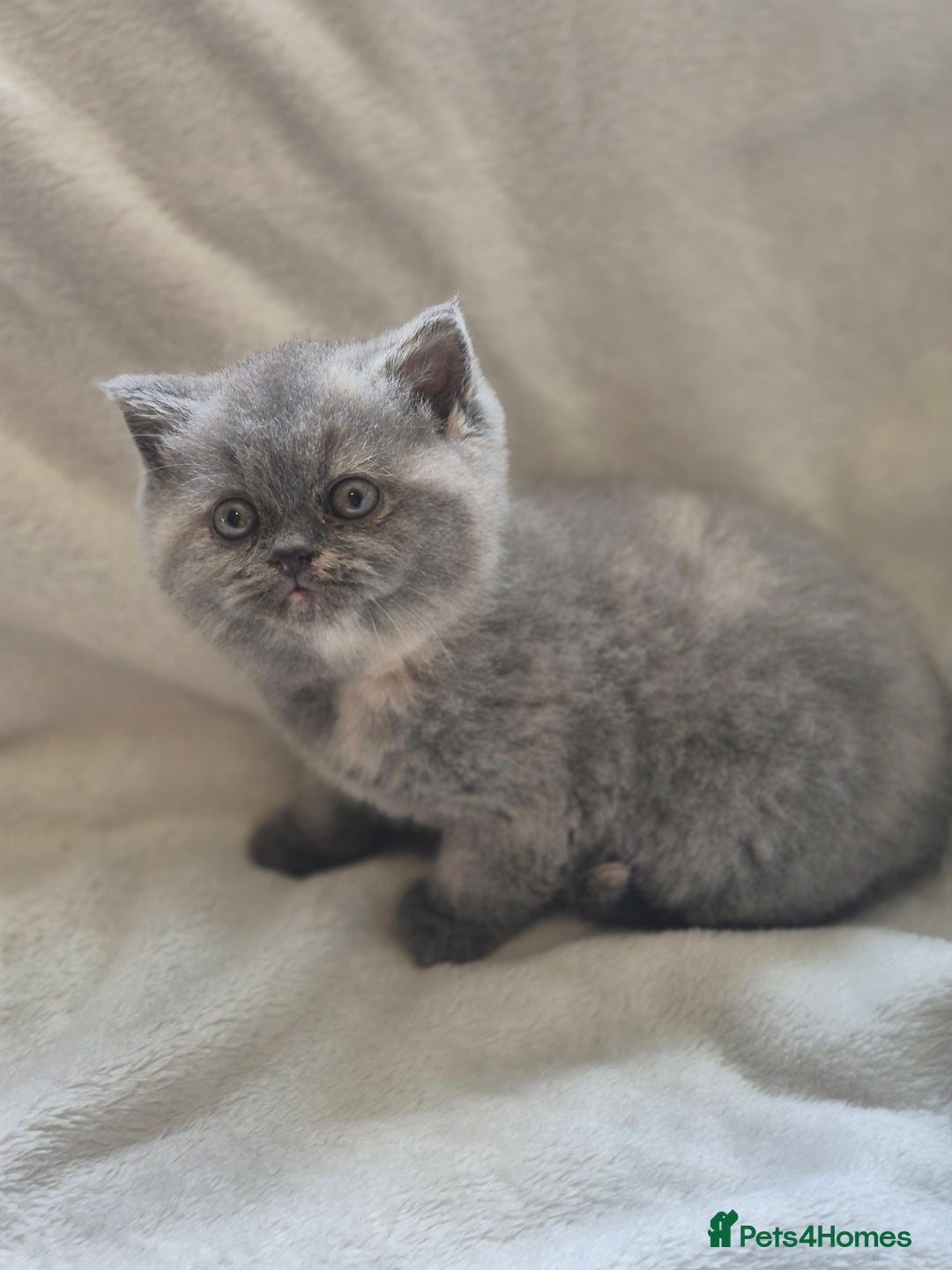 British Shorthair cats for sale: Gccf registered British shorthair kittens - Image 3
