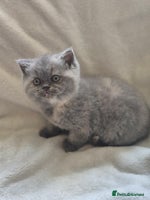 British Shorthair cats - Advert 14