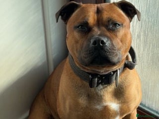 Staffordshire Bull Terrier dogs KC Irish Red Staffordshire Bull Terrier Stud - Advert 3