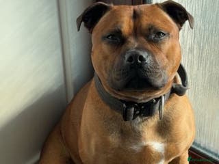 Staffordshire Bull Terrier dogs KC Irish Red Staffordshire Bull Terrier Stud - Advert 1