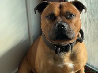 Staffordshire Bull Terrier dogs KC Irish Red Staffordshire Bull Terrier Stud - Advert 21