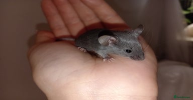 Mouse rodents Male and female mice ready soon  - Advert 4