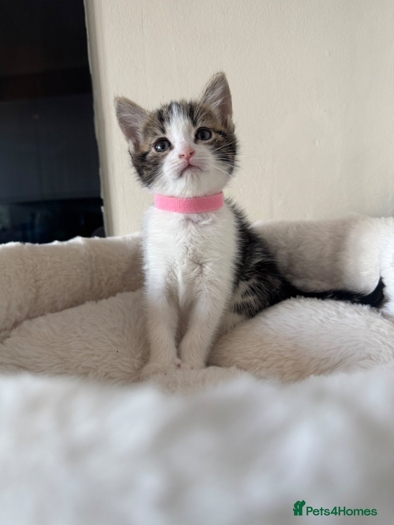 Mixed Breed cats Gorgeous kittens looking for forever home  - Advert 5