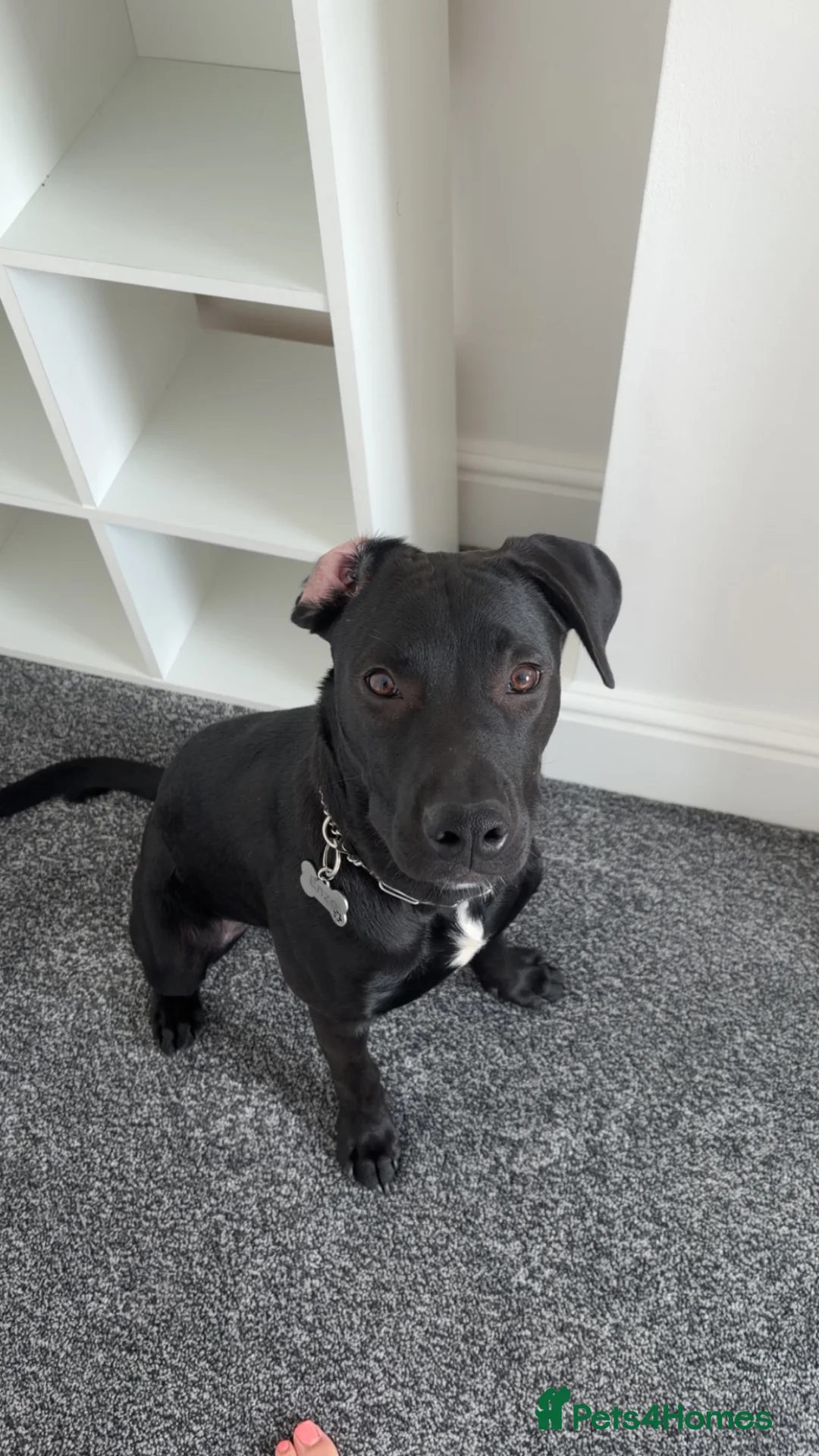 Mixed Breed dogs for sale: Hi my name is Enzo in Mexborough - Advert 2