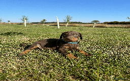 Dobermann dogs for sale: Ready now, Outstanding KC Reg Dobermann puppies - Image 24