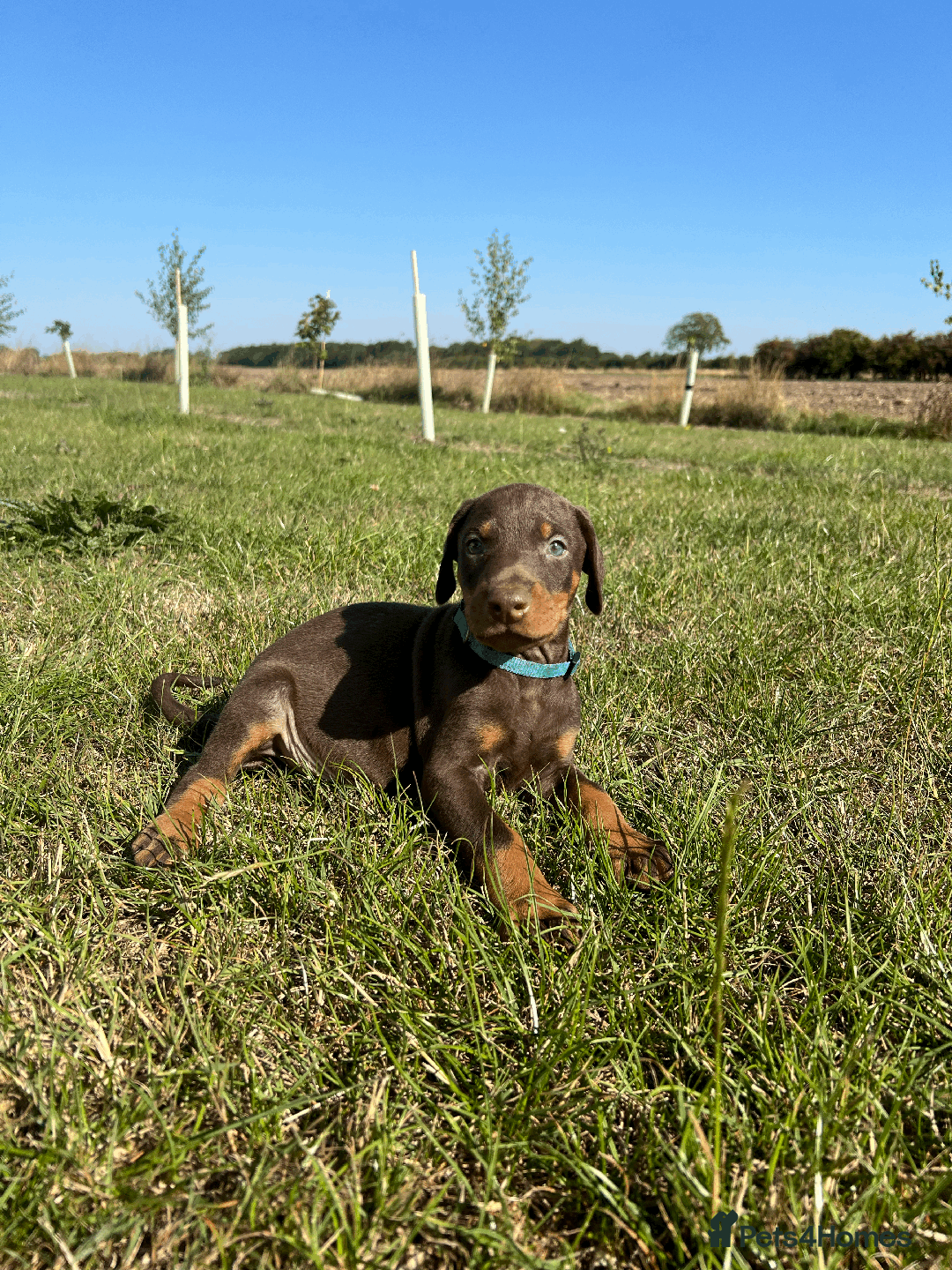 Dobermann dogs for sale: Ready now, Outstanding KC Reg Dobermann puppies - Image 24