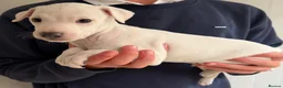 Italian Greyhound dogs for sale: 🐾Stunning cream kc registered iggys🐾 - Advert 20