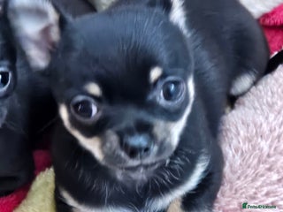 Chihuahua dogs Ready to leave Teeny Weeny Blue Chihuahuas - Advert 1