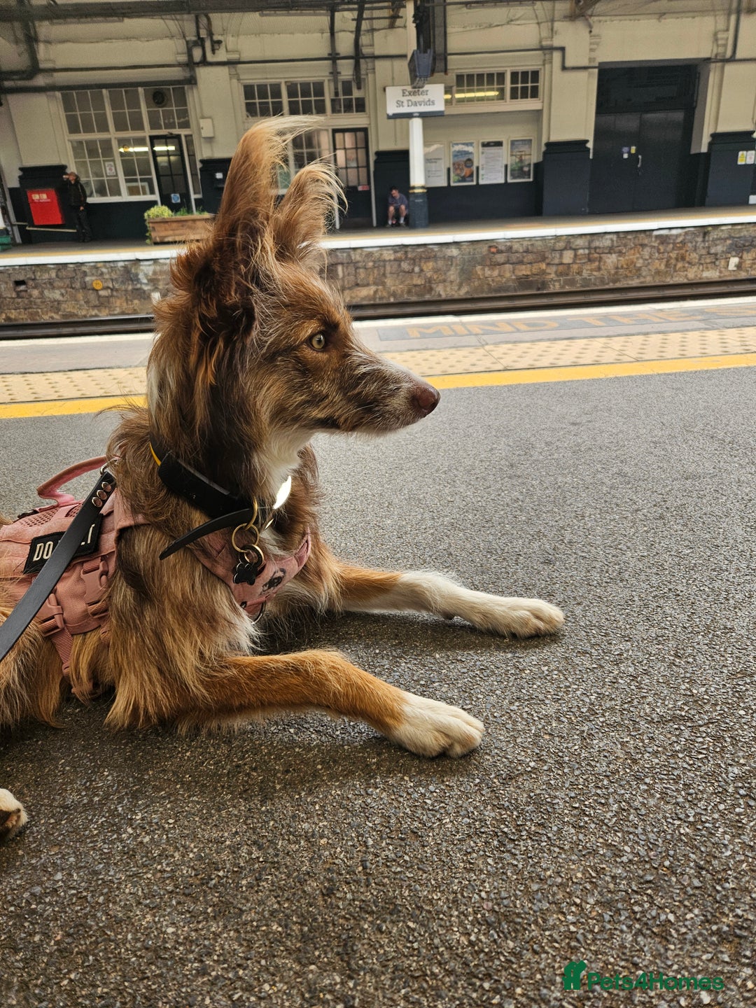 Border Collie dogs for sale: 8 Month Old Border Collie - Koa - Image 1