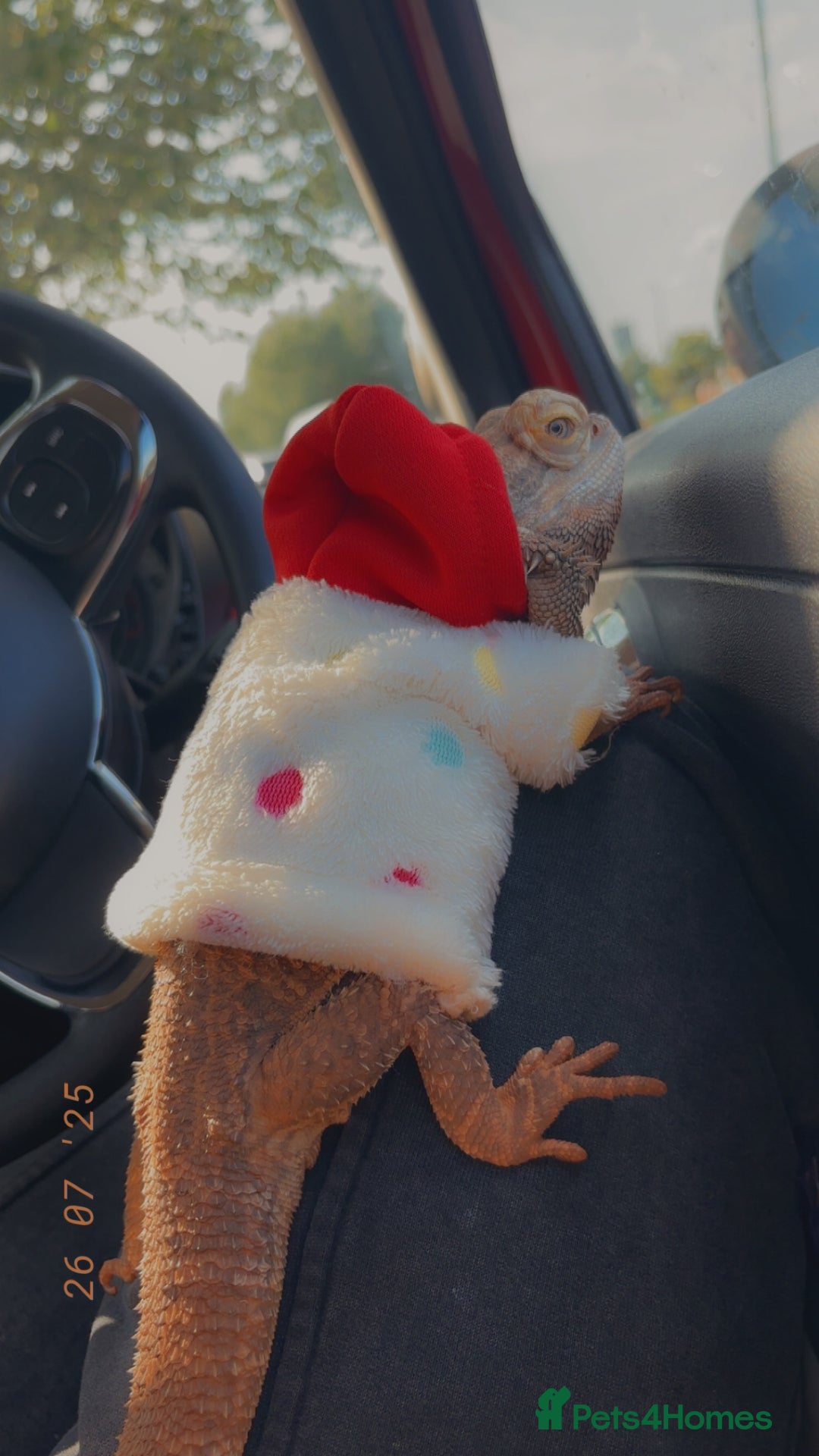 Bearded Dragon reptiles for sale: Bearded dragon for rehoming - Advert 2