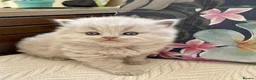 British Longhair cats for sale: Stunning lilac longhair British shorthair kittens. - Advert 2