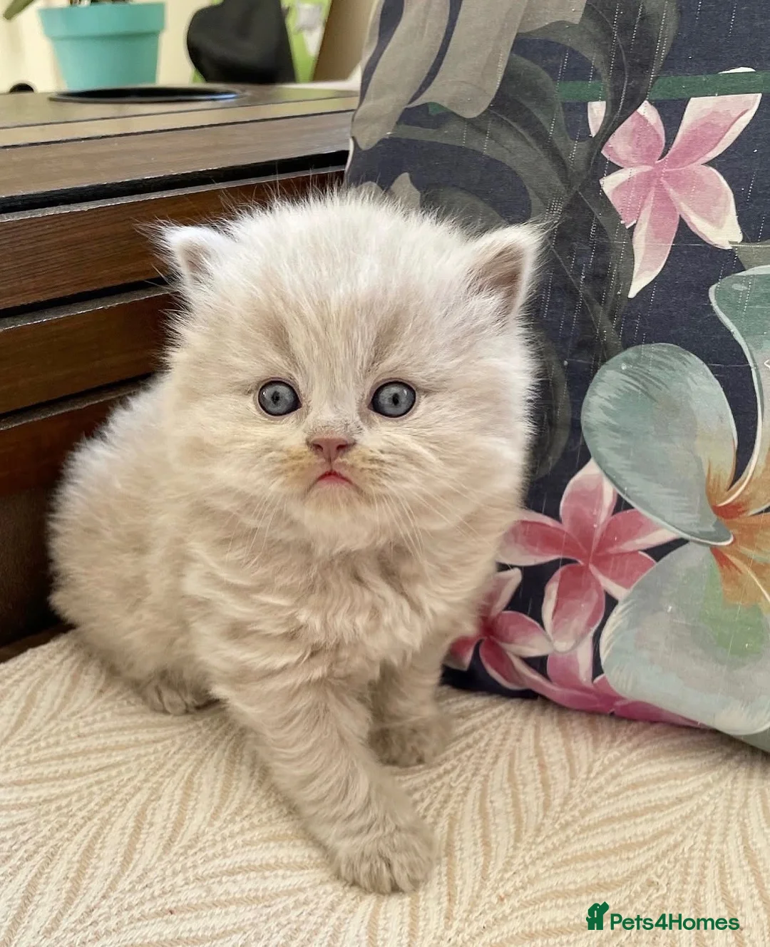 British Longhair cats for sale: Stunning lilac longhair British shorthair kittens. - Advert 2