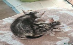 Bengal cats for sale: Full pedigree bengal kittens - Image 10