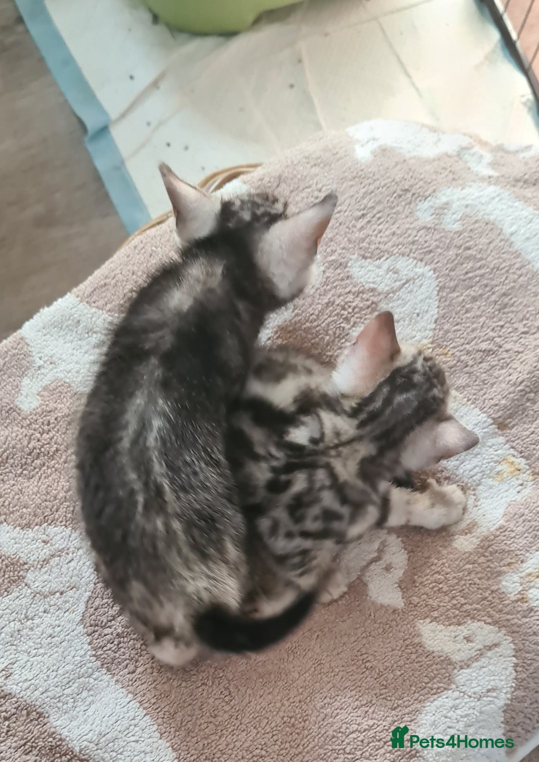 Bengal cats for sale: Full pedigree bengal kittens - Image 10