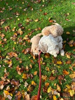 Labradoodle dogs Gorgeous Healthy Labradoodle Puppies - Advert 10