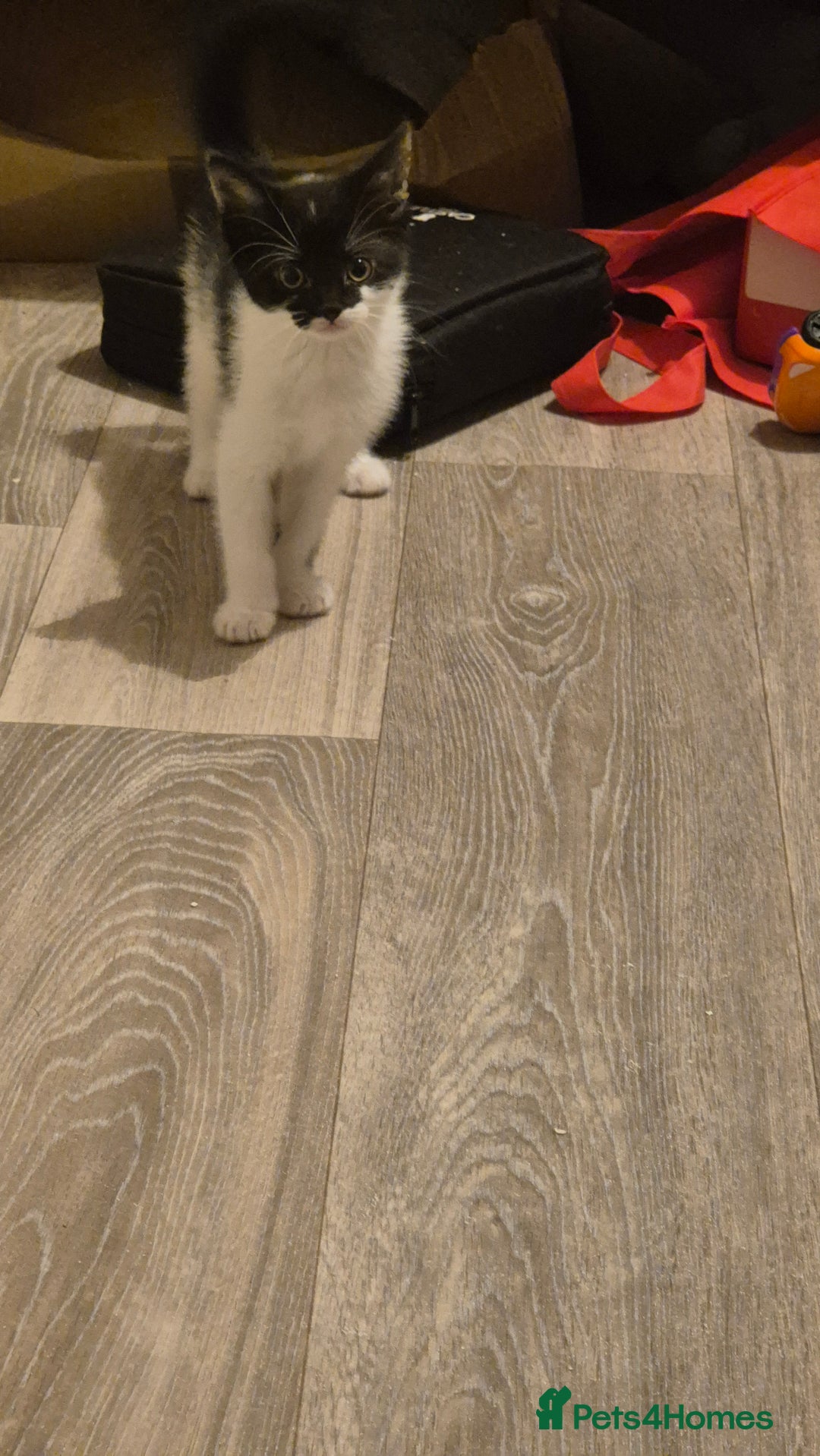 Mixed Breed cats for sale: 2 female kittens available and ready to leave  - Advert 8