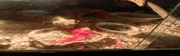 Bearded Dragon reptiles for sale: Bearded Dragons x 2 (1 Male, 1 Female)  in Elland - Advert 5