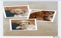 Cavapoo dogs for sale: Cavapoos puppies - Image 11