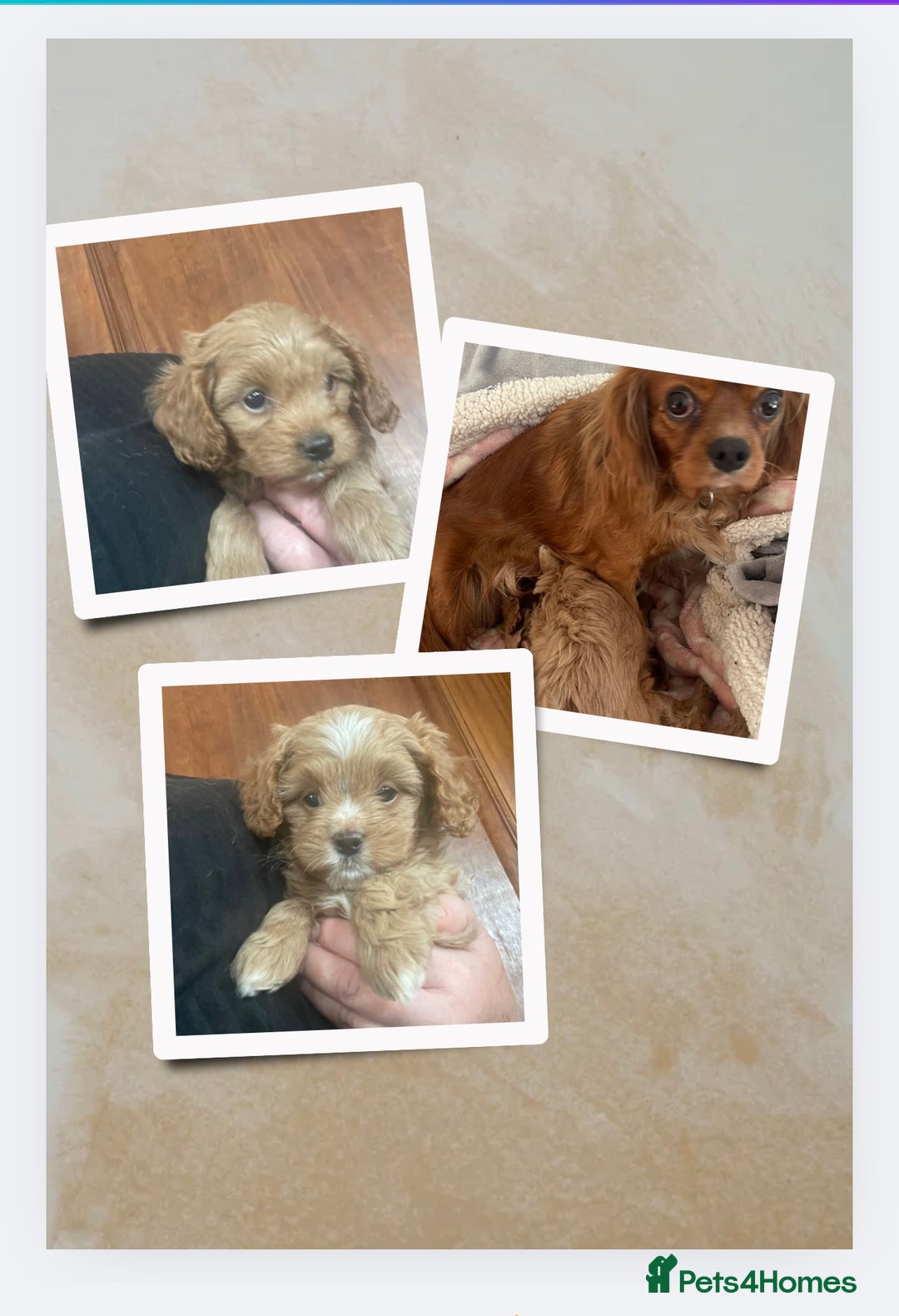 Cavapoo dogs for sale: Cavapoos puppies - Image 11