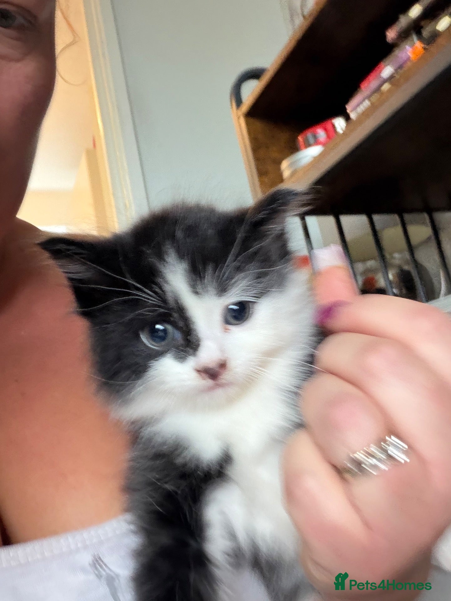 Mixed Breed cats 2 loving kittens looking for homes  - Advert 6