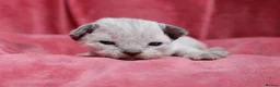 Devon Rex cats for sale: Pedigree Devon Rex Kittens - Advert 26