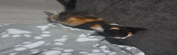 Mixed Breed cats for sale: tortoiseshell kittens - Advert 6