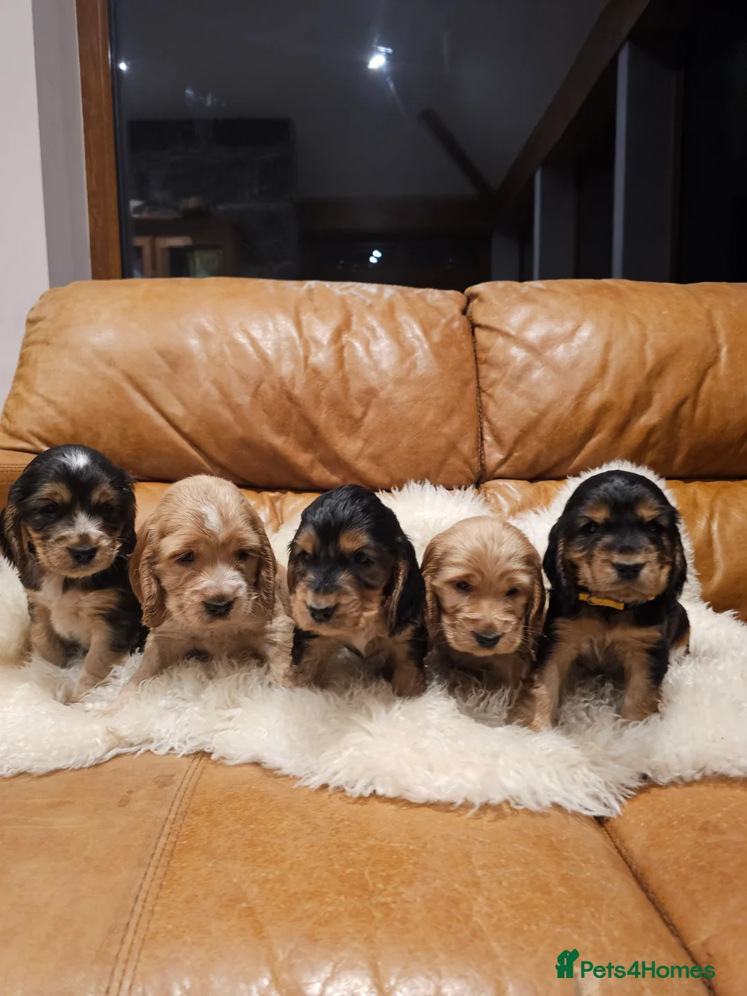 Cocker Spaniel dogs for sale: 5* Show Type Cocker Spaniels Villaspaniol Lines - Advert 12